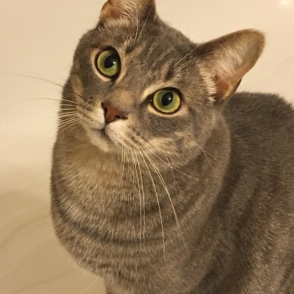 Meet your Posher, Callie - Picture 5 of 7